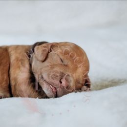 Brown collar - Red male Cockapoo puppy in Missoula, Montana from Big Sky Cockapoos