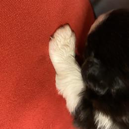 Australian Shepherd Puppies from Mullis Australian Shepherd