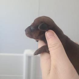 Girl 1 - Red female Dachshund puppy in Okeechobee, Florida from Far Far Away Dachshunds
