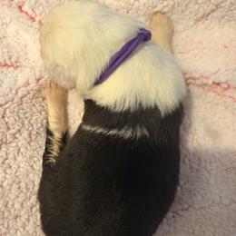 Sophie - Black and white female Old English Sheepdog puppy in Acton, California from Fab OES