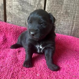 Olive - Black & white female Australian Shepherd puppy in Whitwell, Tennessee from Owl Hollow Farm