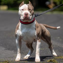 Goku - American Bully