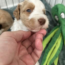 Boy 1 Apricot Parti one is available - Parti male Goldendoodle puppy in Peoria, Arizona from Az Adorable Doodles