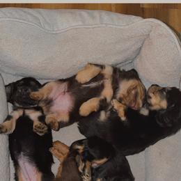 Dachshund puppies from Dachshund Delights Co