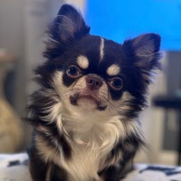 Little man - Chihuahua