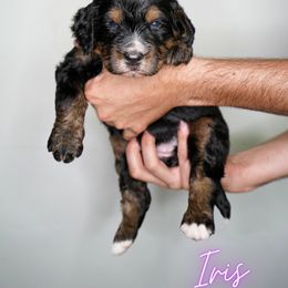 Bernedoodle Puppies from DoodlesFarmCo