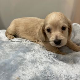 Dachshund Puppies from Sugarbakers Kennel