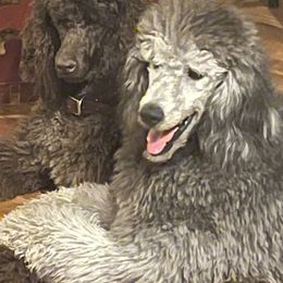 Bernedoodle All Grown Up from Doodle Dogs KY