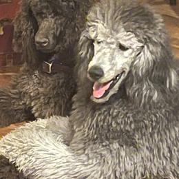 Bernedoodle All Grown Up from Doodle Dogs KY