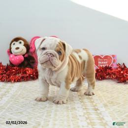 Bulldog puppies from Salted Rim Corgis