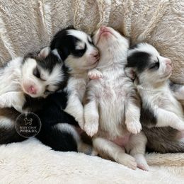 Pomskies from West Coast Pomskies