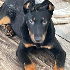 Girl 1 - Black and rust female Beauceron puppy in Patten, Maine from Beaucerons De La Valle Katahdin