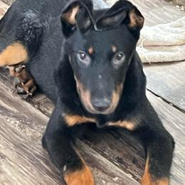 Girl 1 - Black and rust female Beauceron puppy in Patten, Maine from Beaucerons De La Valle Katahdin