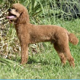 Cedar - Poodle