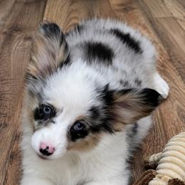 Jillian - Brindle merle and white female American Corgi puppy in Hico, Texas from Chisholm Trail Kennels