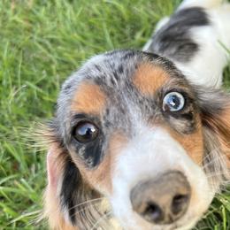 Dachshunds and Sheepadoodles from Doris’ Darlin Doxies & Doodles