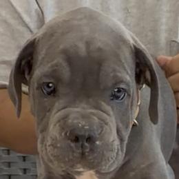 Brown Collar Boy - Morganza x Lawman - AKC and ICCF - Gray male Cane Corso puppy in Gorman, Texas from McOmber Country Kennels