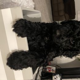 Sheepadoodle Puppies from Oodles of Doodles