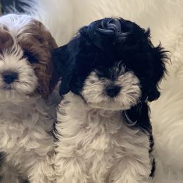 Cavachon, Cavalier King Charles Spaniel, and Cavapoo Puppies from Cavachon Love