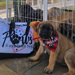 CHEESEBURGER - Red Collar Apricot Boy - Apricot male Mastiff puppy in Auburn, Kansas from Puppy Paradise:  English Mastiff Puppies & Standard Goldendoodle Puppies