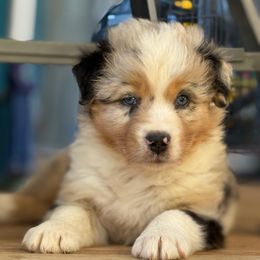 Blue merle male 1 - Blue merle male Australian Shepherd puppy in Martinsville, Virginia from KT’s Aussies