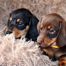 Dachshunds from Southern Class with Sass Doxies