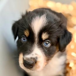 Shamrock - Black tri-color male Australian Shepherd puppy in Clover, South Carolina from Jo’s Aussies