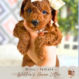 Bliss - Red  female Goldendoodle puppy in Atlanta, Georgia from Teddy Puppies