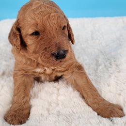 Bernedoodle Puppies from Palo Cedro Bernedoodle