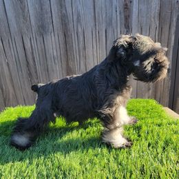 Miniature Schnauzer Puppies from Kings Miniature Schanuzers