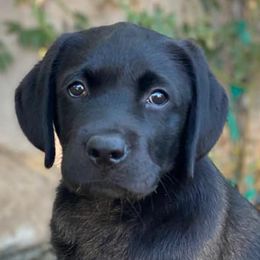 Labrador Retrievers from Stonewall Labradors