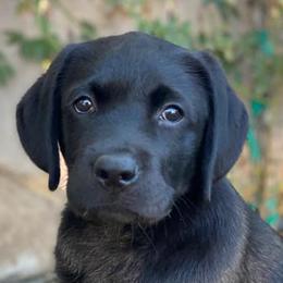 Labrador Retrievers from Stonewall Labradors