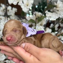 Pandora - Apricot female Goldendoodle puppy in Yuciapa, California from AlltheDoodlez_