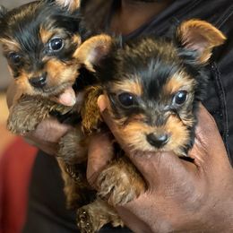 Cane Corso and Yorkshire Terrier Puppies from Alldae Guardians