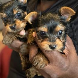 Cane Corso and Yorkshire Terrier Puppies from Alldae Guardians