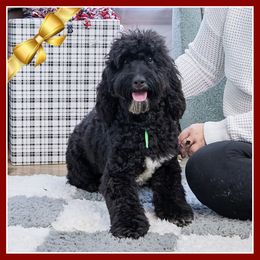 Ivan - Black male Cockapoo puppy in Connersville, Indiana from Deaz Doodle Ranch