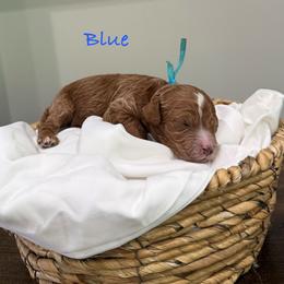 Blue - Apricot male Cavapoo puppy in Spanish Fork, Utah from Poseydoodle