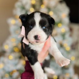 Malley - Black and white female Pomsky puppy in Cleveland, Ohio from Lake Point Pomskies