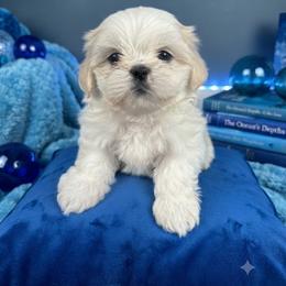 Flash - Gold and white male Shih Tzu puppy in Austin, Arkansas from Starfire Shih Tzu