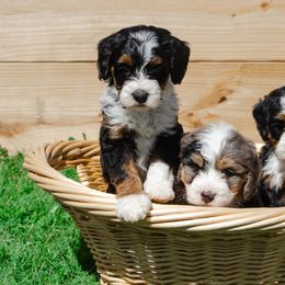 Bernedoodle and Goldendoodle Puppies from Rockin R Doodles