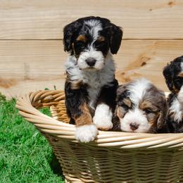 Bernedoodle and Goldendoodle Puppies from Rockin R Doodles