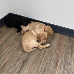 Labrador Retriever Puppies from Branley's Riverside Labradors