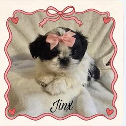 Jinx - Black and white female Shih Tzu puppy in Milan, Tennessee from Gems Shih Tzu