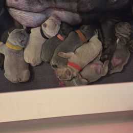 French Bulldog puppies from MarvelousFrenchies