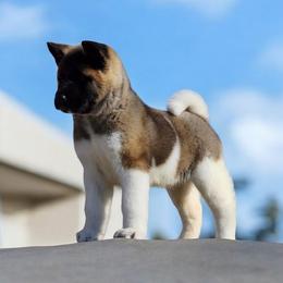Akita Puppies from TLC Akitas
