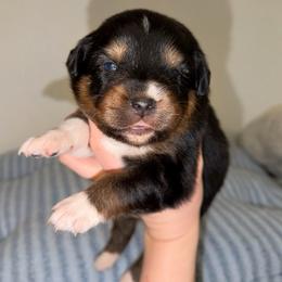 Winterrose - Black tri-color female Australian Shepherd puppy in Anniston, Alabama from All Hale Aussies