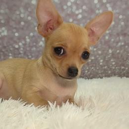 Cecelia - Fawn female Chihuahua puppy in Topeka, Kansas from Barbie's Baby Chihuahuas