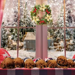 Cavalier King Charles Spaniel Puppies from Parker Puppies