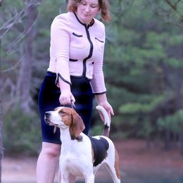 Treeing Walker Coonhounds from 3 Color’s Kennel Walker Division