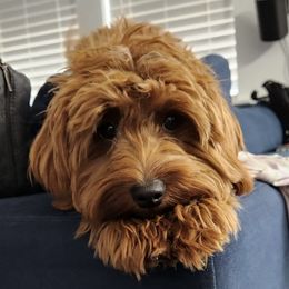 Bailey - Goldendoodle